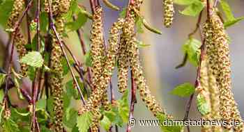Schlimmste Zeit für Allergiker: Die Birken blühen