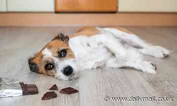 Don't fall for the puppy dog eyes: Chocolate poisonings in dogs double over Easter, vets warn