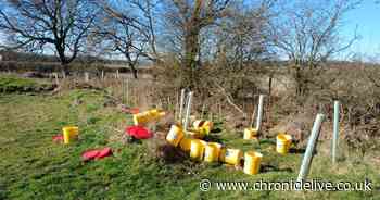 Charity's fury after 15 drums of cooking oil dumped at Northumberland beauty spot