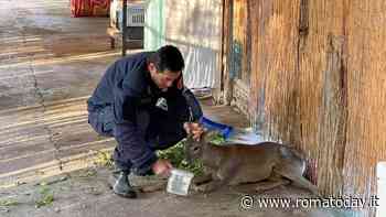 Capriolo investito da un'auto, messo in salvo con un 'lavoro' di gruppo