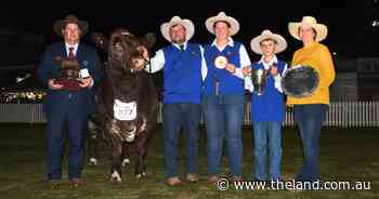 Roly Park rolls the Shorthorn ring