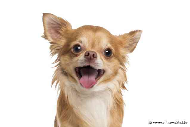 Nog geen oplossing in zicht voor 25 chihuahua’s die al negen maanden in asiel zitten