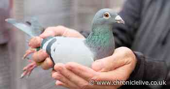 The Byker pigeon people around the world are willing to pay £50,000 to own