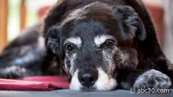 Tell aging to 'heel': How dogs could help scientists find the key to prolonging human life