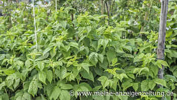 Himbeeren anbauen und die Rankhilfe selber machen