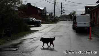 Bird flu risk for pets remains 'very low,' even after dog death in Ont.: experts