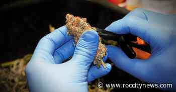 In the "green rush" legacy cannabis entrepreneurs look to survive