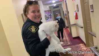 Bracebridge retirement residents, animals evacuated after small fire