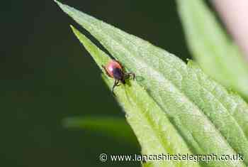 'Deadly' tick-borne virus likely in the UK - how to stay safe