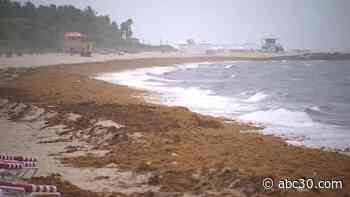 5,000-mile seaweed belt is washing up on Florida beaches