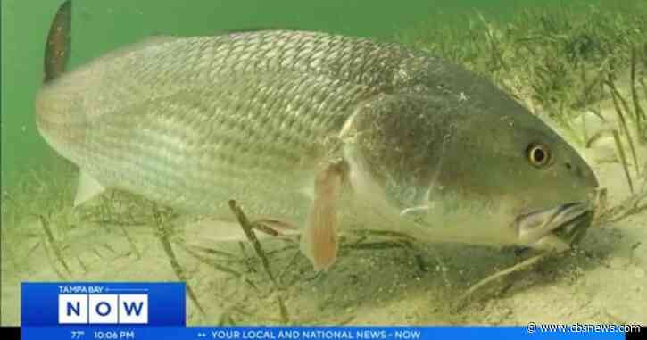Tampa Bay Area redfish found to contain prescription medication according to scientists