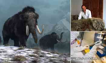 Woolly mammoths evolved fluffier coats over the 700,000 years they roamed Siberia, study finds