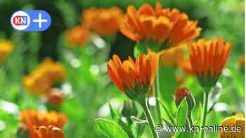 Stadtbücherei Preetz „verleiht“ Saatgut für Ringelblumen und Tomaten