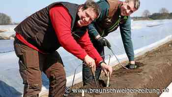 Spargelsaison im Kreis Gifhorn beginnt pünktlich zum Osterfest