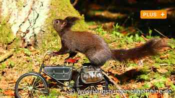 Diese tierischen Ausflugsziele im Kreis Neu-Ulm, Ulm und Umgebung sollten Sie kennen