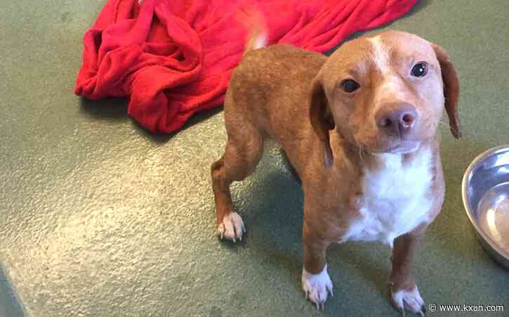 'Puppies in Bloom': Free dog adoptions during Easter weekend at Williamson County shelter