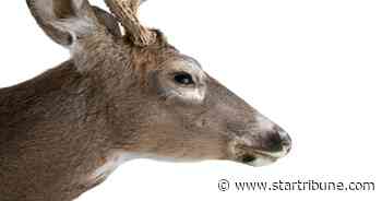 In Ely, outcry leads to added charges in case of three deer hit by truck