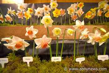 Hundreds of daffodils on display at Bradner Flower Show in Abbotsford