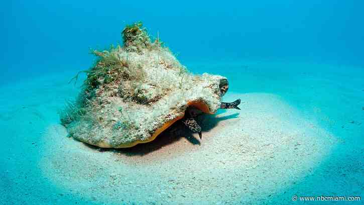 In Bahamas, Conch Fishing Is Way of Life. But for How Long?