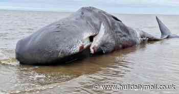 Huge sperm whale washes up on beach in seaside town