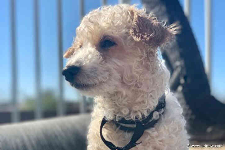 Adoptable Pet of the Week: Peach