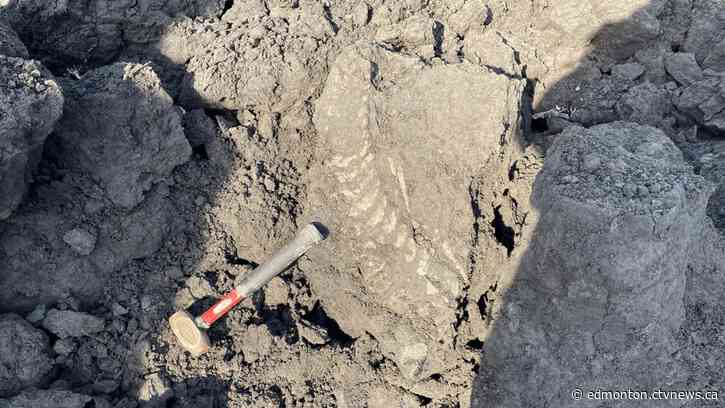 Plesiosaur fossil found at Syncrude mining site in northern Alberta