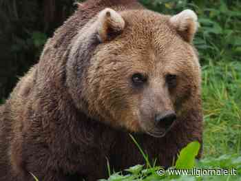 Quanti sono gli orsi in Italia: le specie e dove incontrarli