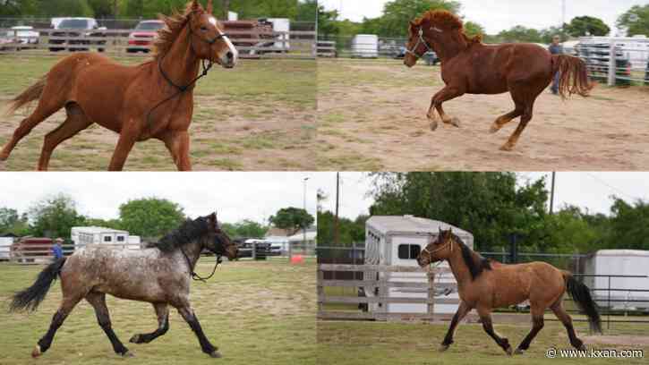 Border Patrol seeks public's help naming its four new horses