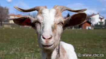 Being an outsider has its advantages, especially if you're a camel or a goat