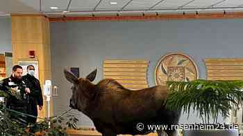 Ohne Termin: Elch in Alaska im Krankenhaus aufgetaucht