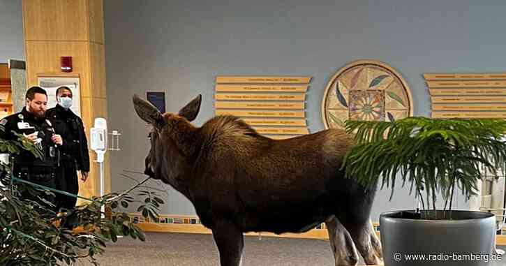 Ohne Termin: Elch in Alaska im Krankenhaus aufgetaucht