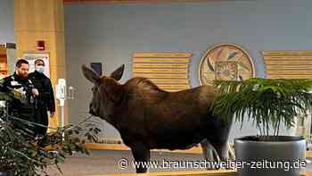 Ohne Termin: Elch in Alaska im Krankenhaus aufgetaucht