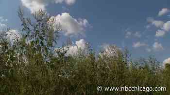 Are Your Allergies Acting Up? Here's Why Allergy Season Started Early This Year