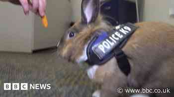 Forget a K9 unit, this police station has a bunny