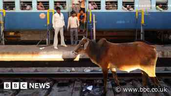 Indian Railways: Why trains still kill thousands of cattle every year
