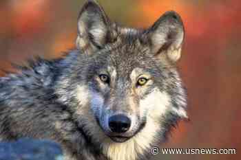 Wisconsin DNR Releases 3,500 Public Comments on Wolf Plan