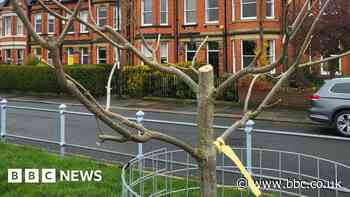 New trees lopped in 'clinical execution'