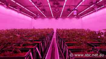 Surge in medicinal cannabis use forces a safety reckoning for WA's mining industry