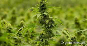 Mississauga council set to consider lifting prohibition on pot shops