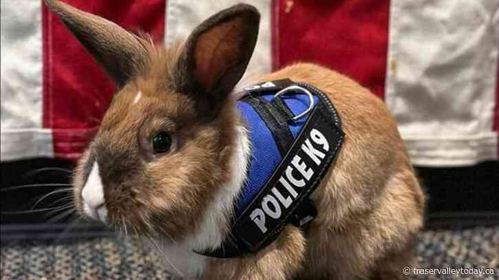 Officer Cottontail? Bunny joins police force. Fur real.