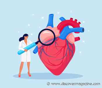 What Does the Heart Do?