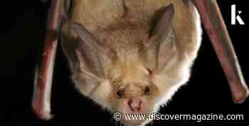 Watch an Epidemiologist's Take on Zoonotic Disease and COVID-19