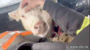 #TheMoment a newborn calf is rescued from a ditch in a spring snowstorm