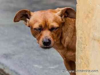 Need to Get Scrappy? Use Your DAM Metadata