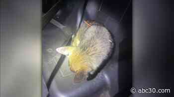 Man arrested for shooting dog with bow and arrow in Tulare County, deputies say