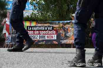 Edito. Sur la piste aux étoiles, la panthère est morose
