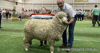 Tom Culley junior awarded to Conrayn ewe