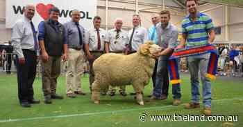 Shalimar Park, Hollow Mount successful in August-shorn classes
