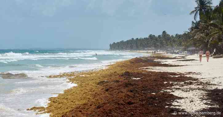 Braunalgen-Alptraum für Touristen in der Karibik