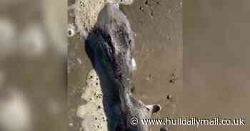 Mysterious 'alien' sea creature with spiked tail leaves locals bemused